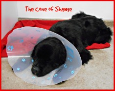 the-cone-of-shame