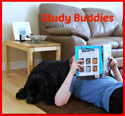 Study Buddies